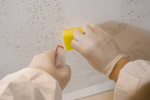 Best Emergency Mold Remediation  in Metlatla, AK