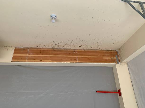 Mold Documentation for Insurance Claims in Metlakatla, AK